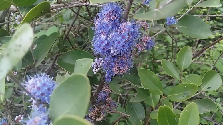 Cây Sầm. Memecylon edule Roxb. - Cây Thuốc Nam Quanh Ta